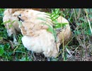もふもふになったニワトリたちを愛でる動画