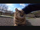標高が高い公園で少し警戒をしていた野良猫が自ら頭をスリスリ、私を怖がらずにモフらせてくれた