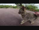 早朝の公園でダラダラしている野良猫を発見！一緒にダラダラ、ナデナデしてきたゾ