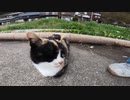海を眺めていた三毛猫をモフっていたら別の猫が乱入？！