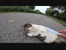 野良猫がいきなり地面にゴロンゴロンと何かを訴えかけてきた