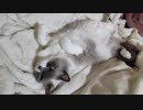 猫が落ちているふりをしているんです。