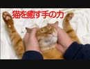 猫癒し技の奥義・顔面両手包み