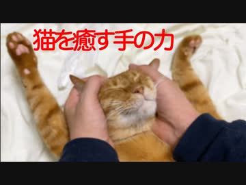 猫癒し技の奥義・顔面両手包み