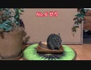 デグーは春の七草を食べるのか！？　Does Degu eat the spring turbows?