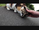人間を凄く警戒する野良猫だが・・・モフられるのは悪くないと思っている動画