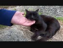 マッタリ中の黒猫が大あくびをする姿にキュンとしてしまう