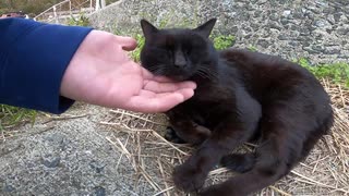 マッタリ中の黒猫が大あくびをする姿にキュンとしてしまう