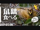 0106【鳥に食べられるネズミモチ】カワセミ捕食、蜘蛛食べシジュウカラ。果実食べるシロハラ、アカハラ、メジロ、ツグミ、ヒヨドリ、ムクドリ【 #今日撮り野鳥動画まとめ 】 #身近な生き物語_1