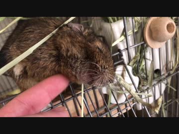 大晦日、年始の可愛いウチの子