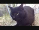 野良gato捕獲その4.mp4