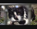 野良gato捕獲その5.mp4