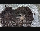 [世界最短]タランチュラ飼育日記その５５[めざせオリンピック]