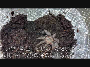 [世界最短]タランチュラ飼育日記その５５[めざせオリンピック]
