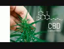CBDについて知っておきたい4つの事