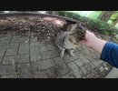 私を追いかけては離れる、ちょっと怖がりな野良猫が可愛すぎる