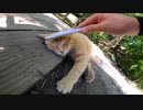 ねこじゃすりの事を知らない茶トラ猫に使ってみたら意外な結末になった