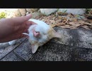 日陰でダラダラしている野良猫たちはモフり放題でした