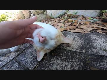 日陰でダラダラしている野良猫たちはモフり放題でした