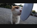 神社の猫様がねこじゃすりを気に入ってくださいました