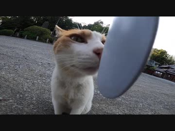 神社の猫様がねこじゃすりを気に入ってくださいました