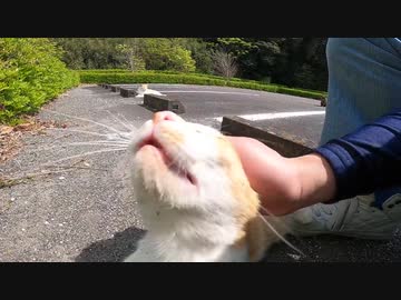 駐車場で偶然出会った野良猫が私に心を開いた瞬間