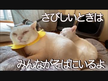 保護されたオッドアイの白猫、悲しげな過去を一瞬覗かせる