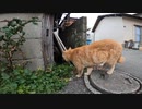 猫島のビッグボズ猫がマーキングをしながら島をパトロール