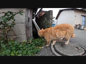 猫島のビッグボズ猫がマーキングをしながら島をパトロール