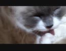 猫の手はぷにぷに