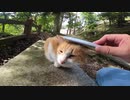 野良猫が石のベンチでマッタリしていたので、ねこじゃすりを使って触れ合った
