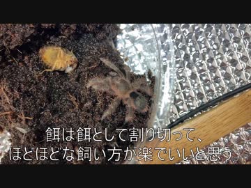 [地獄少女よすぎんか]タランチュラ飼育日記その５６[いや、よすぎんか地獄少女]