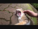 あくびが止まらない野良猫にナデナデしたらヘソ天モードで甘えて来た