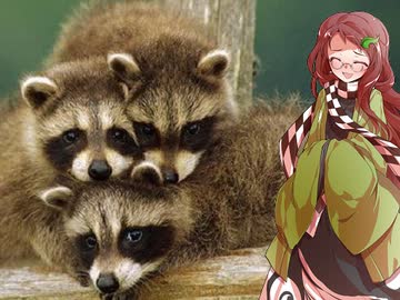 【講座動画投稿祭2020冬】タヌキを天下人にした合戦　大坂冬の陣