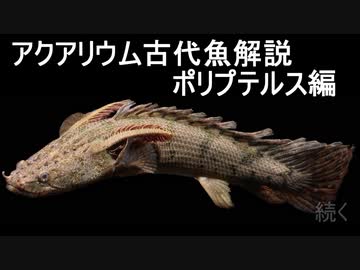 【ゆっくり解説】現生の古代魚解説　ポリプテルス編【アクアリウム】