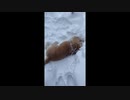 犬の唐揚げ【インフェルノ】