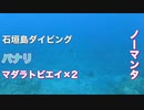 ダイビングポイント☆パナリ・マンタ狙い・石垣島ダイビング！