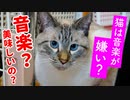 【検証】猫は音楽が嫌いって本当？「ねこのための音楽」を聴かせてみた結果…
