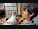 鼻をピクピクさせ飼い主の口に突撃してくる猫がかわいすぎるんですけど…