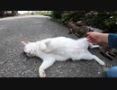 あぁダメこんなに大胆にヘソ天モードでお腹を見せる野良猫が可愛すぎる