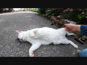 あぁダメこんなに大胆にヘソ天モードでお腹を見せる野良猫が可愛すぎる