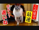 【人類の脅威】猫が人間を圧倒する瞬間をとらえました