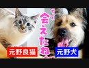元野犬のポテと久しぶりの再会をした結果…
