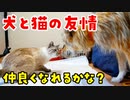 仲良くなりたいけど一歩踏み出せない猫と犬のもどかしいやりとりにほっこりしちゃいました