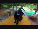 大あくびをする眠そうな神社の黒猫様とガッツリ触れ合ってきました