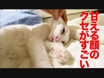 ウチューネコチャン、甘える顔のクセがすごい