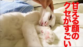 ウチューネコチャン、甘える顔のクセがすごい
