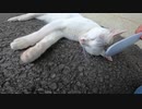 ぽかぽか陽気で日向ぼっこする野良猫をモフったら、くねくねゴロンゴロンと甘えて来た