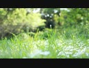 【Cover】未来へ　歌ってみた　full