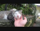 神社に住む猫様にフェイスマッサージとねこじゃすりで癒しを提供